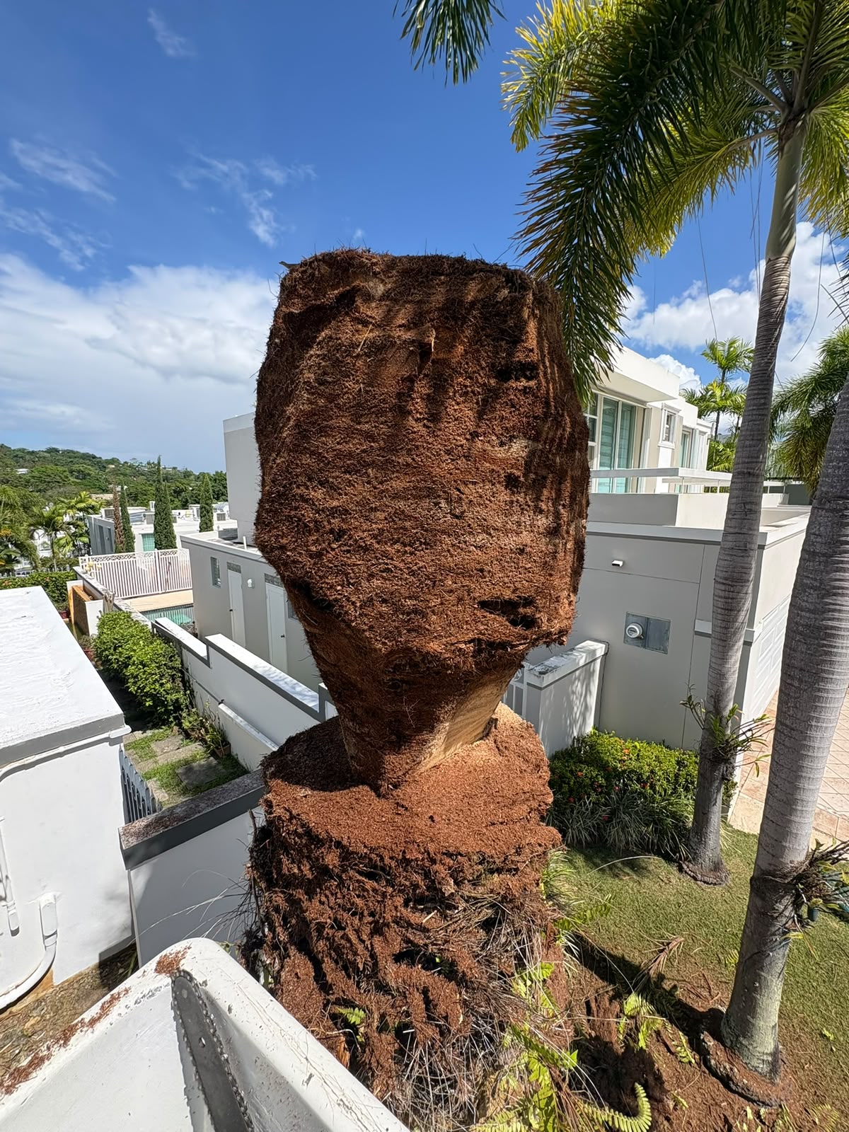 Poda de árboles